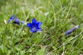 Gentians on a meadow, Bavaria