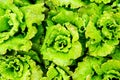 Gentiline lettuce, growing in the vegetable garden Royalty Free Stock Photo