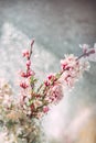 gentle art photo watercolor branches of flowering fruit trees in a transparent vase.