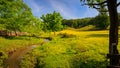 Gentle babbling brook wanders through fields of buttercups