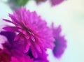 Gentle background with flowers of claret chrysanthemums Royalty Free Stock Photo
