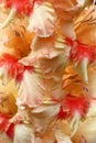 Background from flowers of a gladiolus.