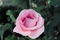 Gentle and beautiful rose -queen of flowers