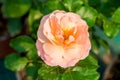 gentle beautiful pink rose closeup Royalty Free Stock Photo