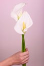 Gentle beautiful white callas on a light pink background. Royalty Free Stock Photo