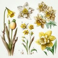 Gentle Beauty: Watercolor Daffodils for Serene Designs AI Generated