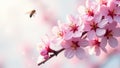 A gentle bee in flight approaches delicate pink blossoms on a sunlit branch, a serene springtime scene. Generative AI Royalty Free Stock Photo