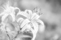 Gentle black and white lily flower. Romantic flowers background. Airy gentle soft art image. Selective focus