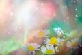 A gentle blue butterfly on a daisies flower in nature in soft pastel colors with a soft focus, macro. Dreamy, romantic, elegant,