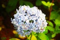 Gentle blue hydrangea with a blue heart: delicate petals in green leaves, bud consists of small inflorescences. Royalty Free Stock Photo