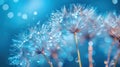 Gentle Blue Macro: Tranquil Dandelion Seeds with Dew Drops on Parachutes - Peaceful Water Droplets on Flower Background Royalty Free Stock Photo