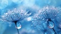 Gentle Blue Macro: Tranquil Dandelion Seeds with Dew Drops on Parachutes - Peaceful Water Droplets on Flower Background Royalty Free Stock Photo