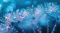 Gentle Blue Macro: Tranquil Dandelion Seeds with Dew Drops on Parachutes - Peaceful Water Droplets on Flower Background Royalty Free Stock Photo