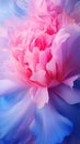 Gentle blue pink background with peony petals. Beautiful flower close up. Royalty Free Stock Photo