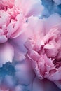 Gentle blue pink background with peony petals. Beautiful flower close up. Royalty Free Stock Photo