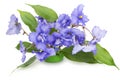 Gentle blue violets flowers