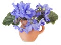 Gentle blue violets in a small jug Royalty Free Stock Photo