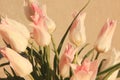 White and pink tulips in sunshine. Pastel colors. Royalty Free Stock Photo