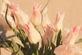 white and pink tulips in sunshine. Pastel colors. Gentle bouquet. Royalty Free Stock Photo