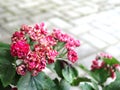 Gentle bright inflorescences of red hawthorn on a blurred background and copy space