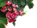 Gentle bright inflorescences of red hawthorn on a blurred background and copy space