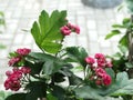 Gentle bright inflorescences of red hawthorn on a blurred background and copy space