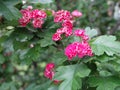 Gentle bright inflorescences of red hawthorn on a blurred green background