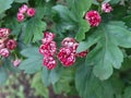 Gentle bright inflorescences of red hawthorn on a blurred green background