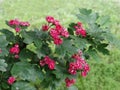 Gentle bright inflorescences of red hawthorn on a blurred green background