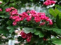 Gentle bright inflorescences of red hawthorn on a blurred green background