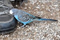 Gentle budgerigar tries to pick grains from a shoes