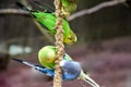 Budgerigars enjoy proso millet food