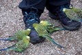 Gentle budgerigars try to pick grains from a shoes