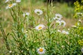 Gentle bush of field camomile on a green grass background