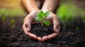 Gentle Care for a Vibrant Seedling: Nurturing Nature Royalty Free Stock Photo