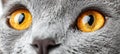 Gentle Chartreux in close captured with focus eyes reflecting its calmness under light background. Royalty Free Stock Photo