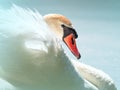 Gentle closeup portrait of a white swan on a pond