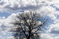 Gentle clouds and hard silhouette of a huge tree Royalty Free Stock Photo