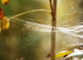 A gentle cobweb in an autumn forest Royalty Free Stock Photo