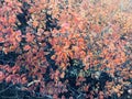 Gentle colors of autumn