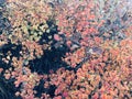 Gentle colors of autumn