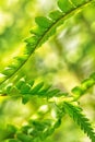 Gentle curves of Fern leaves. Polypodiopsida Royalty Free Stock Photo