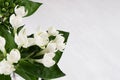 Gentle cute white small flowers and green leaves on soft white wood board, macro, blur, copy space. Royalty Free Stock Photo