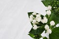 Gentle cute white small flowers and green leaves on soft white wood board, macro, blur, copy space. Royalty Free Stock Photo