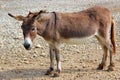 Gentle donkey Royalty Free Stock Photo