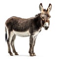 Gentle Donkey Standing in Studio Isolated on Transparent Background Royalty Free Stock Photo