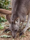 Gentle Eastern Grey Kangaroo Nibbling Grass. Royalty Free Stock Photo