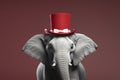 Gentle Elephant with Circus Ringmaster\'s Hat Portrait. Generative AI illustration