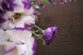 Delicate flowers on a dark background. Purple eustoma