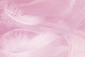 Gentle feathers on tulle background in pink tones Royalty Free Stock Photo